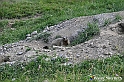VBS_1 -  Plateau du Mont-Cenise, Grand Croix, Marmotte_-_0100 mt